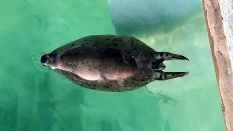 80 килограммли тюленни парҳезга ўтқазишди