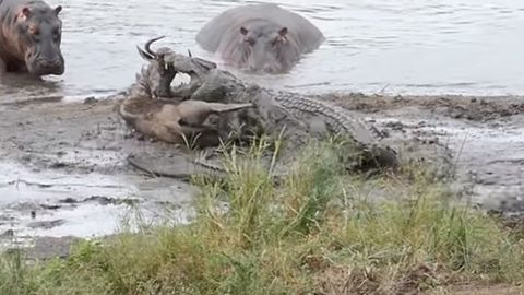 Бегемотлар антилопани тимсоҳлардан ҳимоя қилди (видео)