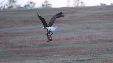 Quyonni tutib olgan tulki va burgut olishuvi (video)