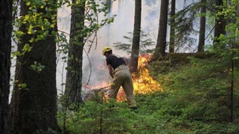 Швецияда тормози бузилган поезд туфайли ўрмон ёниб кетди