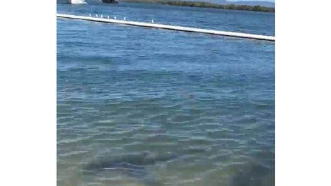 Avstraliyada akula shishirma panjaradan sakrab o‘tib, odamlar cho‘miladigan joyga suzib keldi