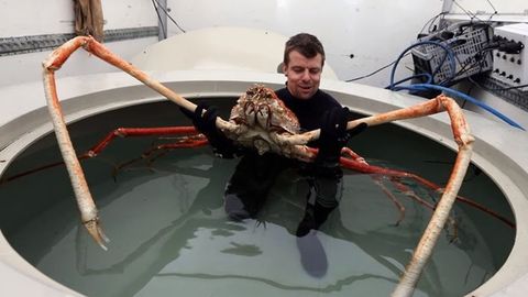 Video: Dengizda yashovchi gigantlar