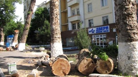 Toshkent shahar hokimi shaharda daraxtlarning ayovsiz kesilishi holatlarini o‘z nazoratiga oladi