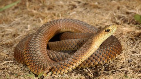 Австралия фуқароси неварасини қутқариш учун заҳарли илонга ўзини чақтирди