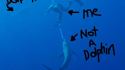 Teleboshlovchi akula bilan kurashdi va uning tashlanishini suratga oldi