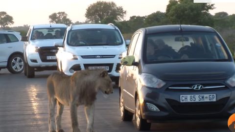 Video: Kryuger milliy bog‘idagi sher turistlar o‘tirgan avtomobil eshigini ochishga urindi (video)