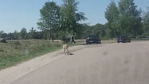 Fransiyalik sayyohlar Gollandiyadagi safari-bog‘da gepardlar to‘dasi oldida mashinadan tushdi (video)