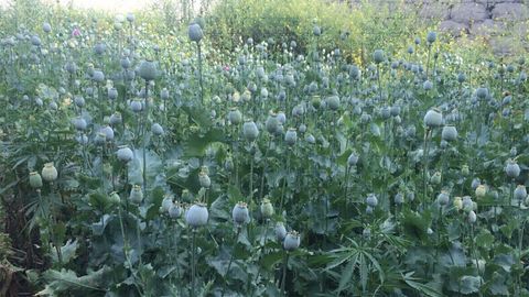 Самарқанд вилоятидаги хонадонларнинг бирида 1800 туп кўкнори парвариш қилинаётгани аниқланди