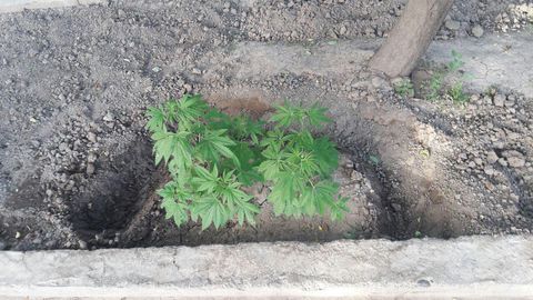 Деновда «Қора дори 2018» профилактик тадбири ўтказилди