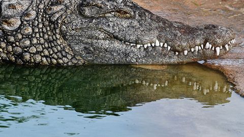 Filippinlik erkak 4 metrli timsohni yengib, o‘g‘lini undan qutqarib oldi