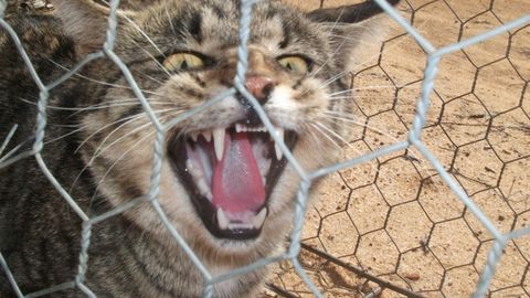 Австралияда ёввойилашган мушукларга қарши 5 минг километрлик тўсиқ қурилди