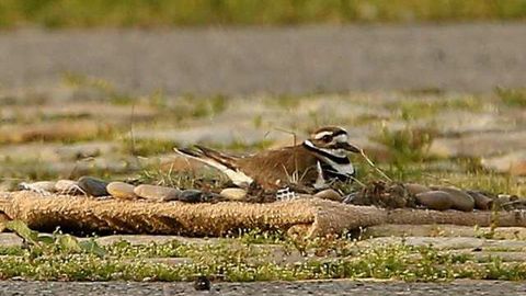 Канадада ноёб қуш мусиқа фестивалига тайёргарлик кўришга халақит берди (видео)