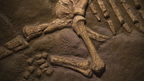 Rossiyaning Kemerovo viloyatidagi “dinozavrlar qishlog‘i”da ulkan suyakning bir qismi topildi