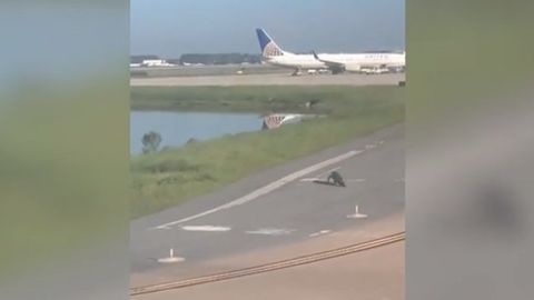 AQShda timsoh aerodromning uchish yo‘lagini to‘sib qo‘ydi