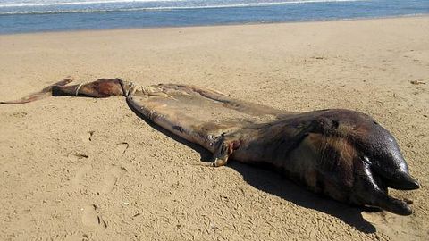 Afrikadan topilgan hayvon qoldiqlari qaysi mavjudotga tegishli ekanligi aniqlandi