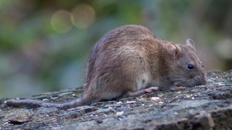 Hindistonda kalamushlar 17 ming dollarni yeb qo‘ydi