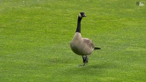 Stadiondan uchib ketmoqchi bo‘lgan g‘oz kutilmaganda tabloga urildi (video)