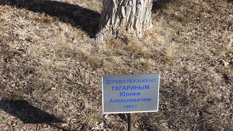 Yuriy Gagarin tomonidan Boyqo‘ng‘irda ekilgan daraxt qurishni boshladi