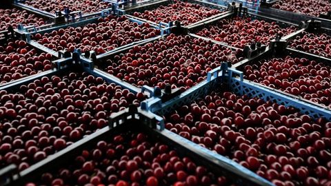 O‘zbekiston gilos eksporti bo‘yicha Ispaniyadan oldinga o‘tib ketdi va dunyodagi yetakchilardan biriga aylandi