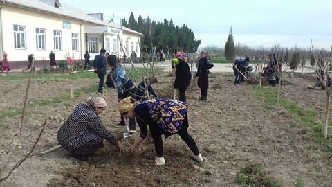 Xalq ta’limi vaziri o‘rinbosari o‘qituvchilar hamon majburiy mehnatga jalb qilinayotganini aytdi