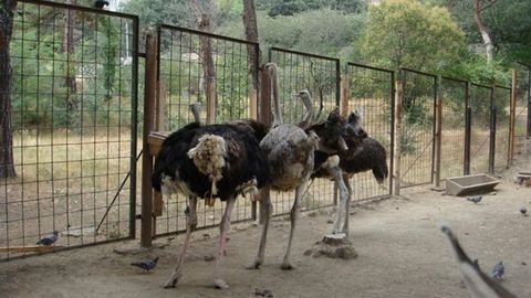 Грузияда ҳайвонот боғи сиёсатчига судга бориши учун туяқушни бериб туришдан бош тортди