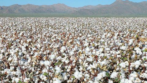 O‘zbekistonda qo‘lda terilgan 1 kg paxta uchun 700 so‘m to‘lash taklif qilinmoqda