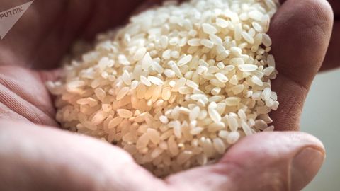 O‘zbekiston narxlarni barqarorlashtirish uchun xorijdan salkam 30 ming tonna guruch sotib oladi