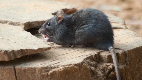 АҚШда каламушлар энг кўп тарқалган 50 та шаҳар эълон қилинди