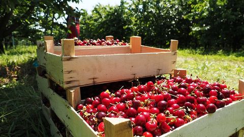 O‘zbekistonda gilos eksporti o‘tgan yilga nisbatan qariyb 3 ming tonnaga ko‘paydi