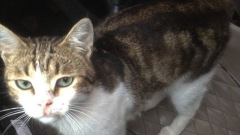 Tulalik politsiyachilar qamoqxonaga giyohvand moddalarni tashigan mushukni to‘xtatib qoldi (video)