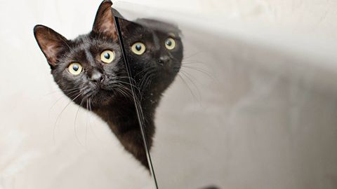 Britaniyalik ayolning 13 yil oldin yo‘qolgan mushugi topildi