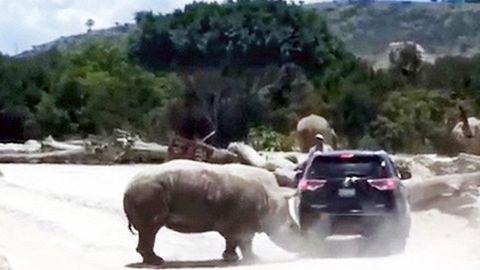 Мексикадаги ҳайвонот боғида каркидон ташрифчиларга ҳужум қилди (видео)