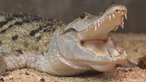 Video: Timsoh hayvon o‘rgatuvchining qo‘liga tishlab, uzib olishiga bir bahya qoldi