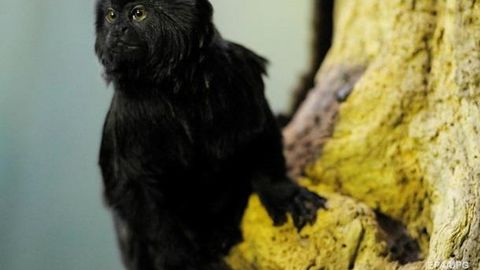 Shvetsiyada maymun hayvonot bog‘idan qochib ketdi va fastfudga yo‘l oldi