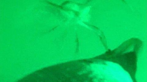 Olimlar pingvin va qisqichbaqa kurashini tasvirga oldi (video)