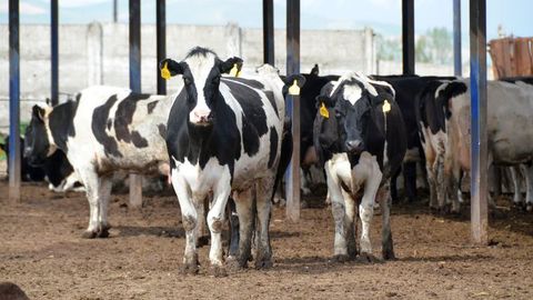 Андижонда чорва моллари учун кредит бериш тўхтатилди