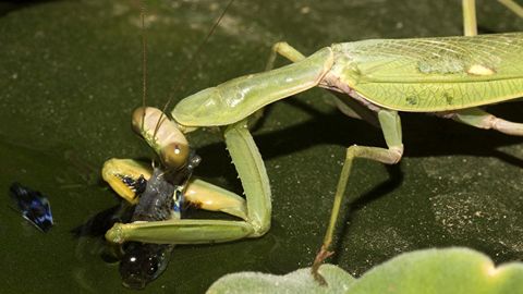 Olimlar baliq ovlovchi beshiktebratarni aniqladi