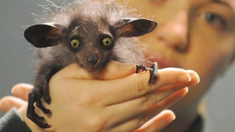 Денвер ҳайвонот боғида ўта ноёб мавжудот — қўлоёқ туғилди