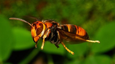 Францияда тропик қовоғари чақишидан бир неча киши вафот этди