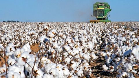 O‘zbek paxtasining “qora ro‘yxat”dan chiqarilishi Gucci, Louis Vuitton, Adidas, Nike kabi brendlar bilan hamkorlik imkoniyatini beradi