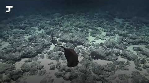 Olimlar okean tubidan g‘alati baliqni topdi. U dumli ulkan og‘izga o‘xshaydi (video)