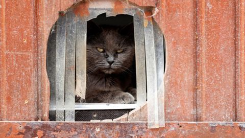 Amerikaliklarga it va mushuklarni pishirib yeyish taqiqlandi