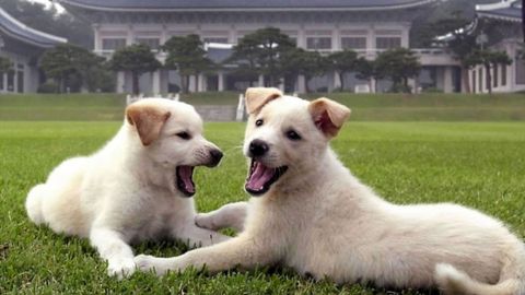 Kim Chen In Janubiy Koreya prezidentiga ikkita it sovg‘a qildi