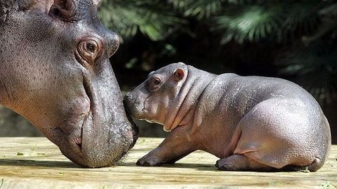 Замбия ҳукумати 2000 та бегемотни улар яшаётган дарёнинг торлиги учун қириб ташламоқчи