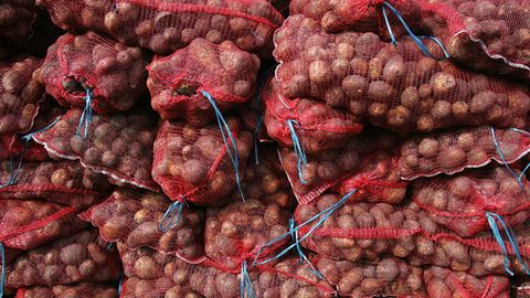 Qirg‘izistonlik fermerlar kartoshka ekayotganda O‘zbekistonga umid qilgan edi