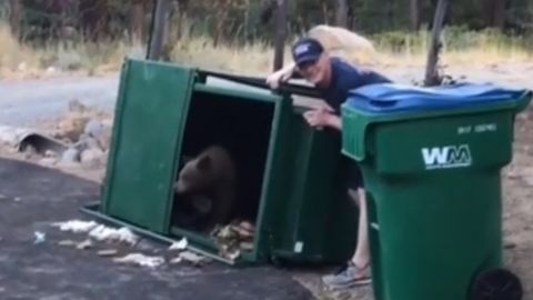 AQShda chiqindi idishi ichida qolib ketgan ayiq bolalari qutqarib olindi