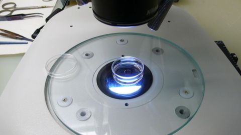 Россия мудофаа вазирлиги: Ўзбекистон, Украина ва Озарбайжонда Пентагон лабораториялари қайта таъмирланмоқда