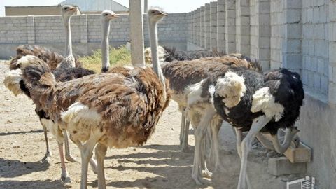 Sirdaryolik tadbirkor Mirzacho‘lda 50 dan oshiq Afrika tuyaqushini parvarishlashga kirishdi