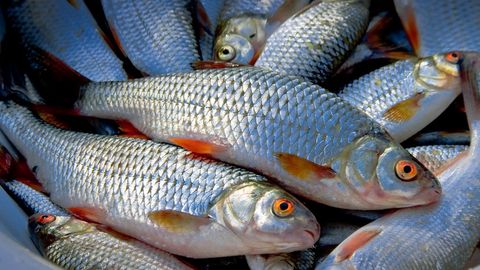 O‘zbekistonlik mutaxassislar Xitoyning baliqchilik sohasidagi tajribasini o‘rgandi