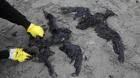 Олимлар табиатнинг тегилмаган сўнгги бурчаги қачон йўқ бўлишини маълум қилди